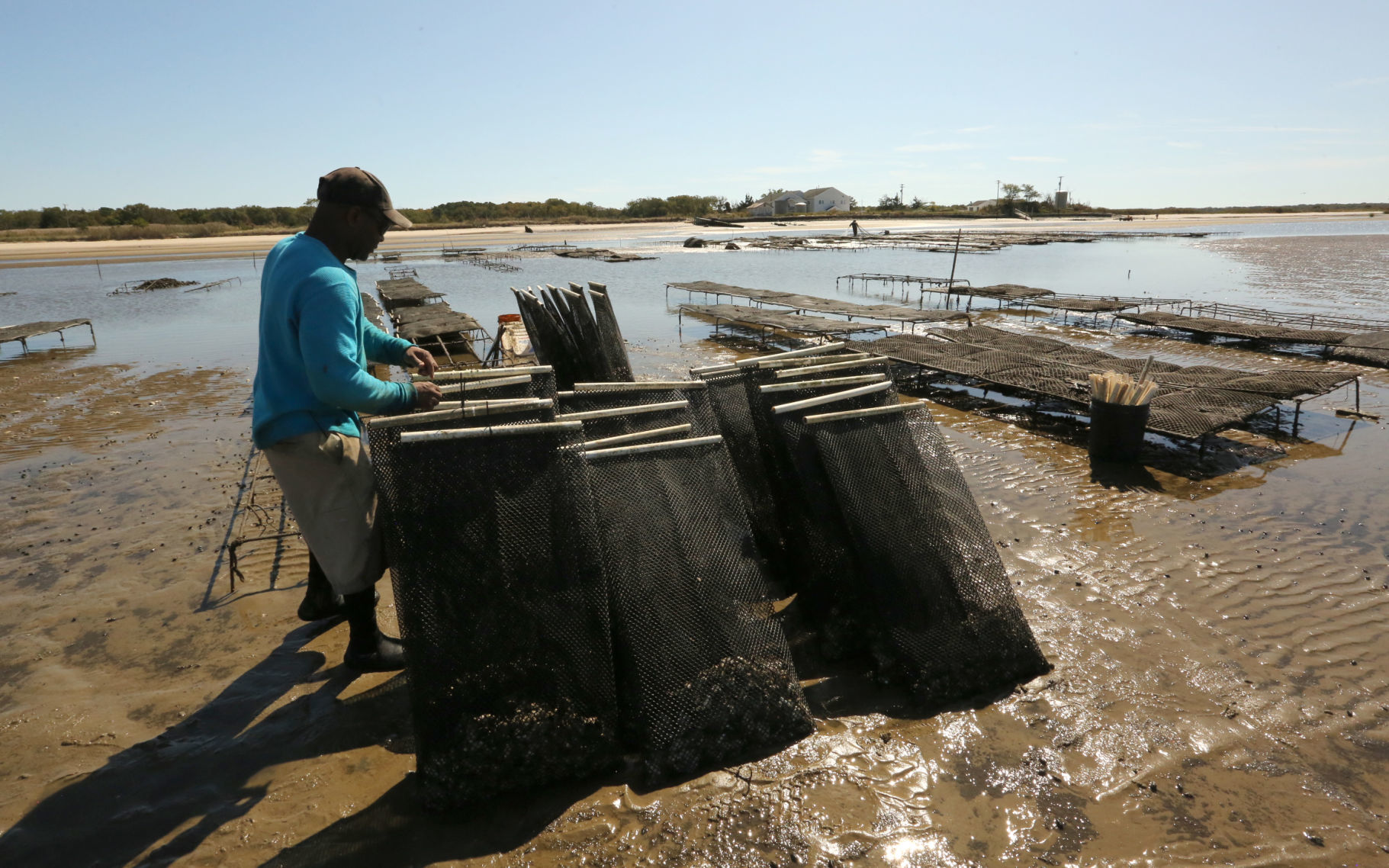 Delaware Bay Oyster Farming